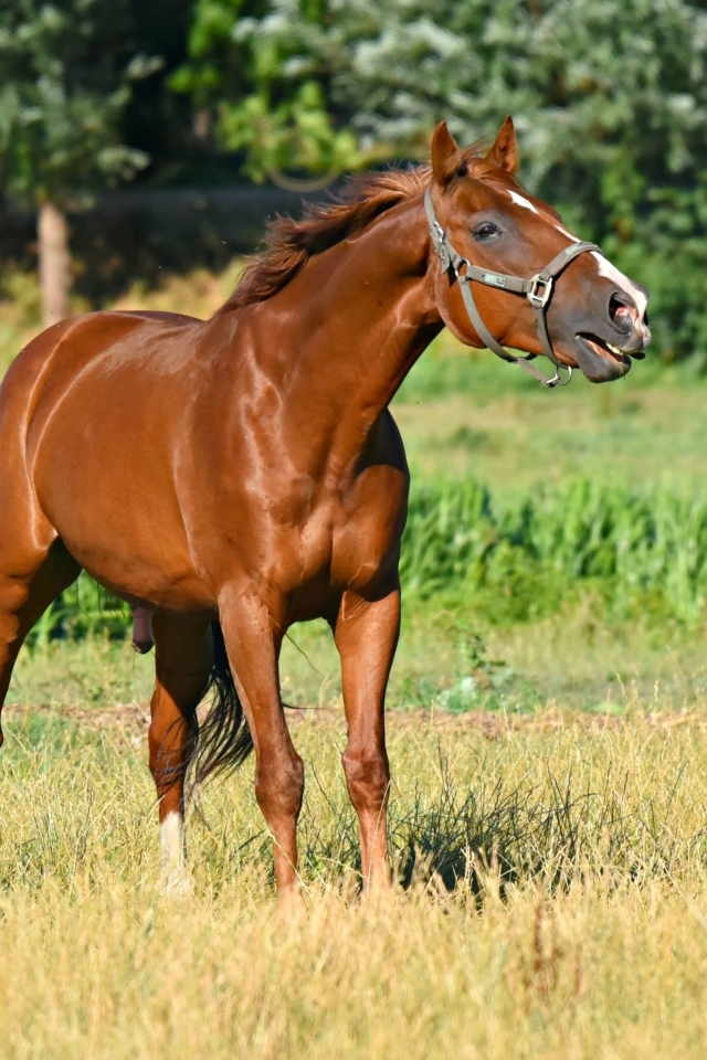 Коричневый конь гуляет по зеленой траве 