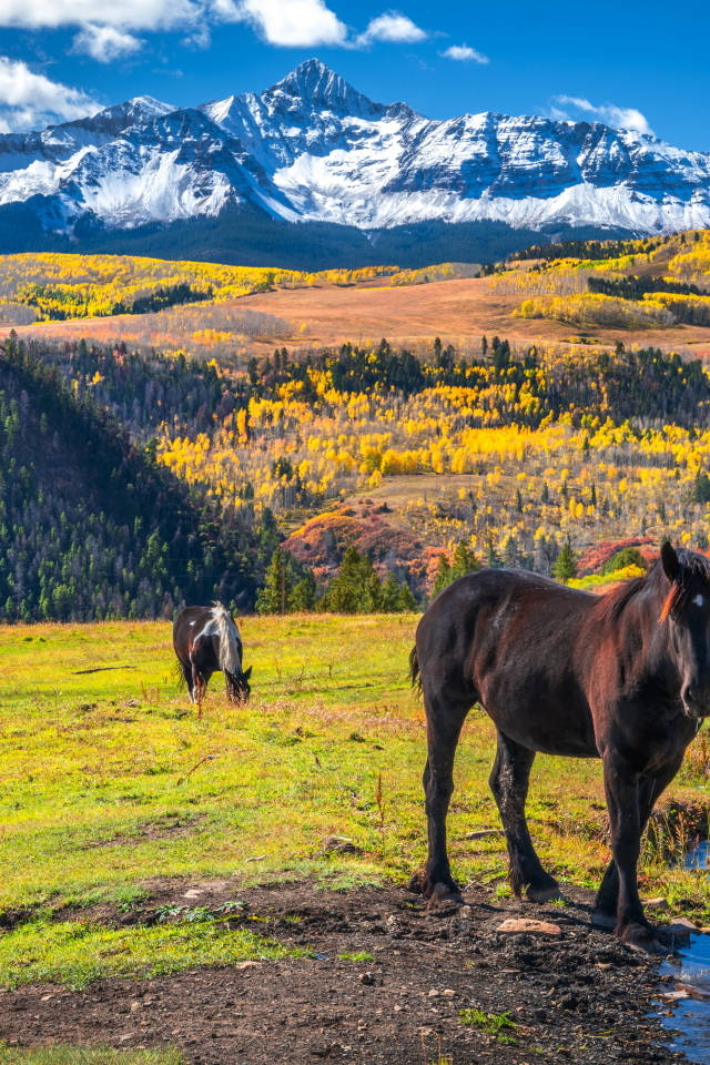 Лошади на поляне на фоне заснеженных гор