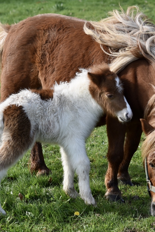 Шетлендские пони пасутся на зеленой траве