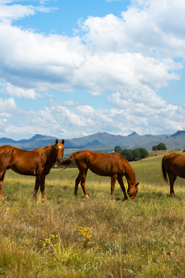 Три красивые коричневые лошади на поле под красивым небом
