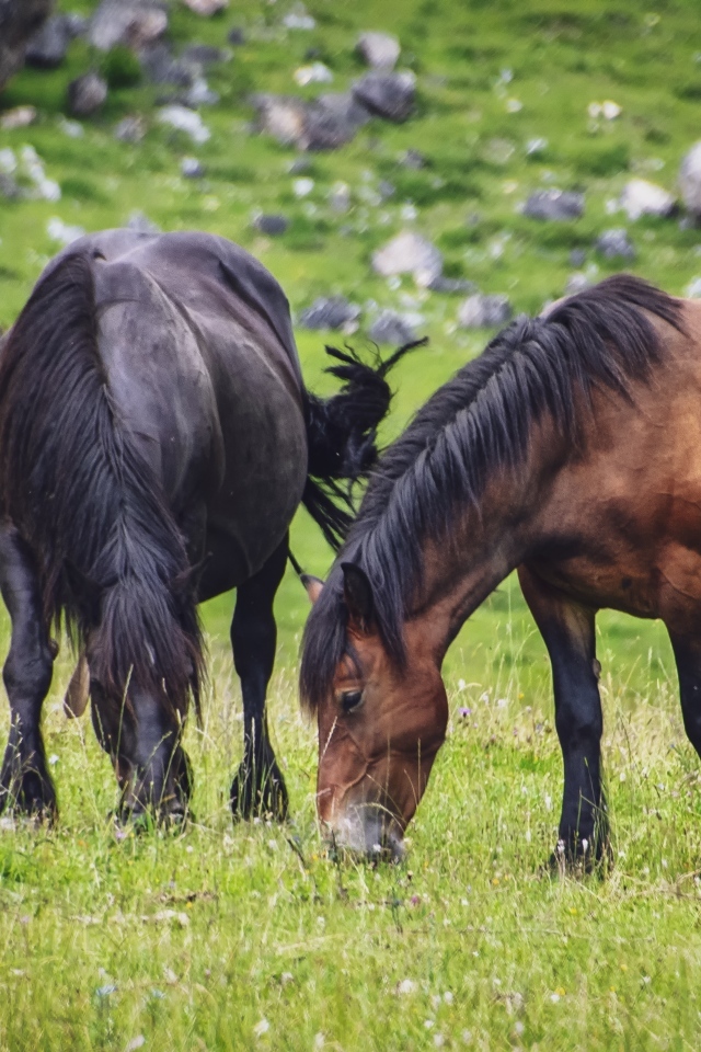 Две большие лошади пасутся на лугу