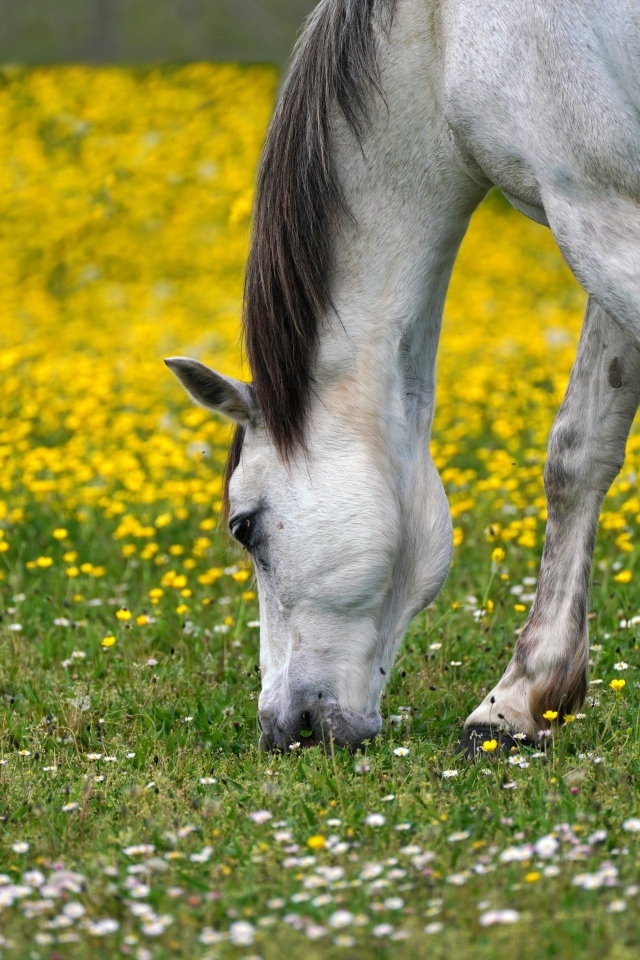 Белая лошадь пасется на лугу  с одуванчиками