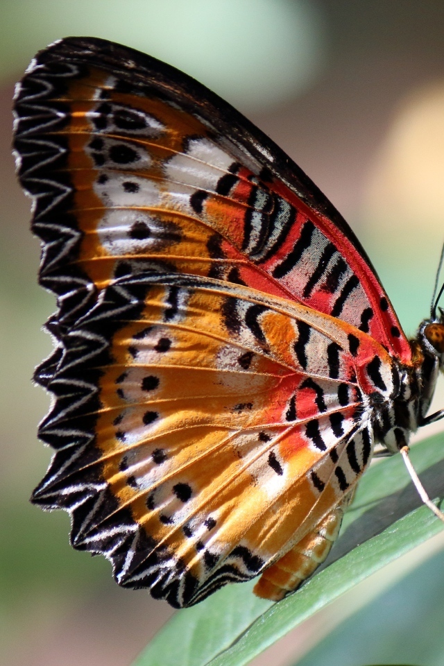 Красивая большая бабочка сидит на зеленом листке