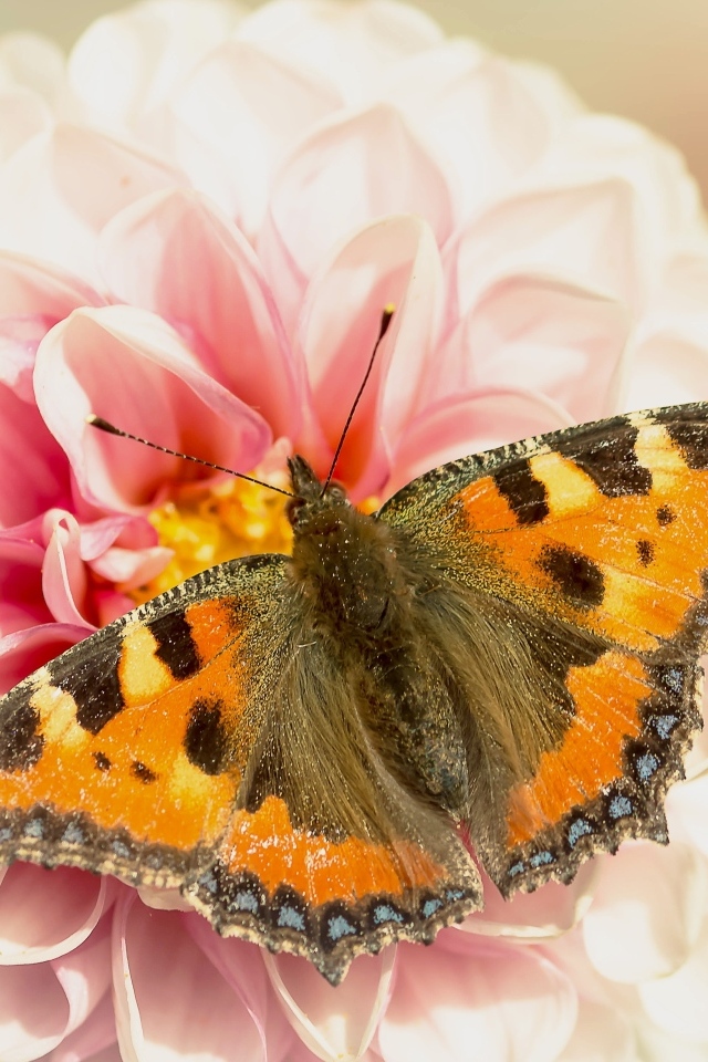 Красивая бабочка сидит на розовом цветке георгины