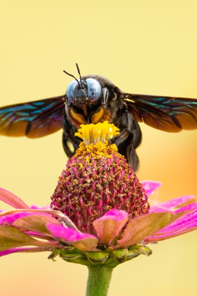 Красивая муха сидит на цветке циннии 