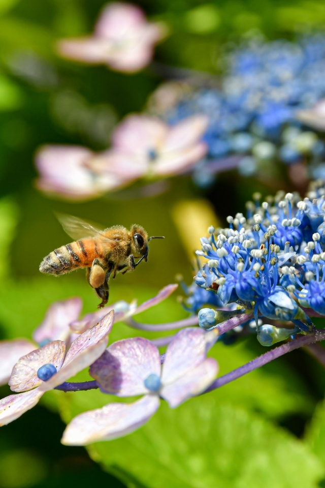 Пчела кружит у цветов гортензии