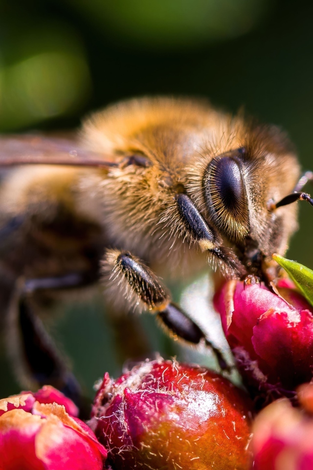 Пчела собирает нектар с красного цветка