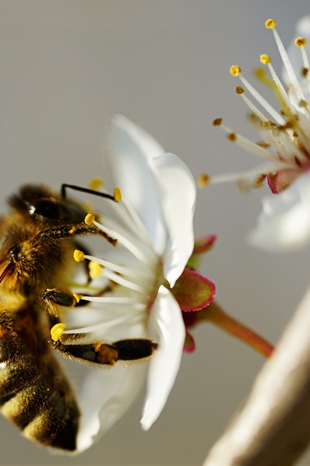 Пчела собирает пыльцу с цветка вишни 