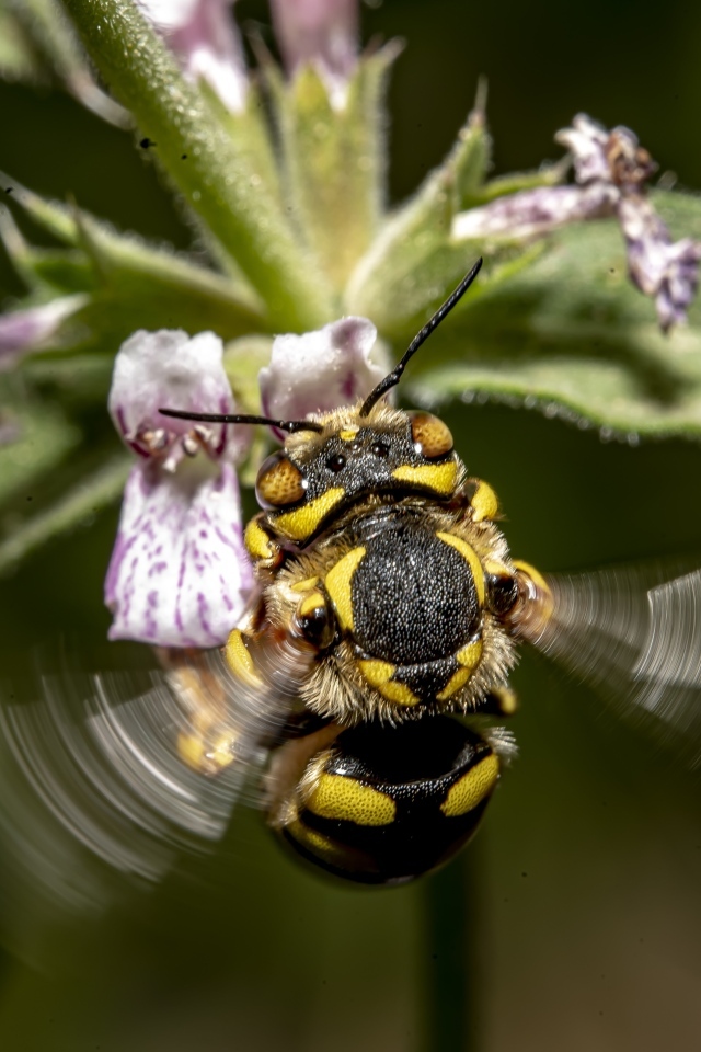 Пчела собирает пыльцу с розового цветка