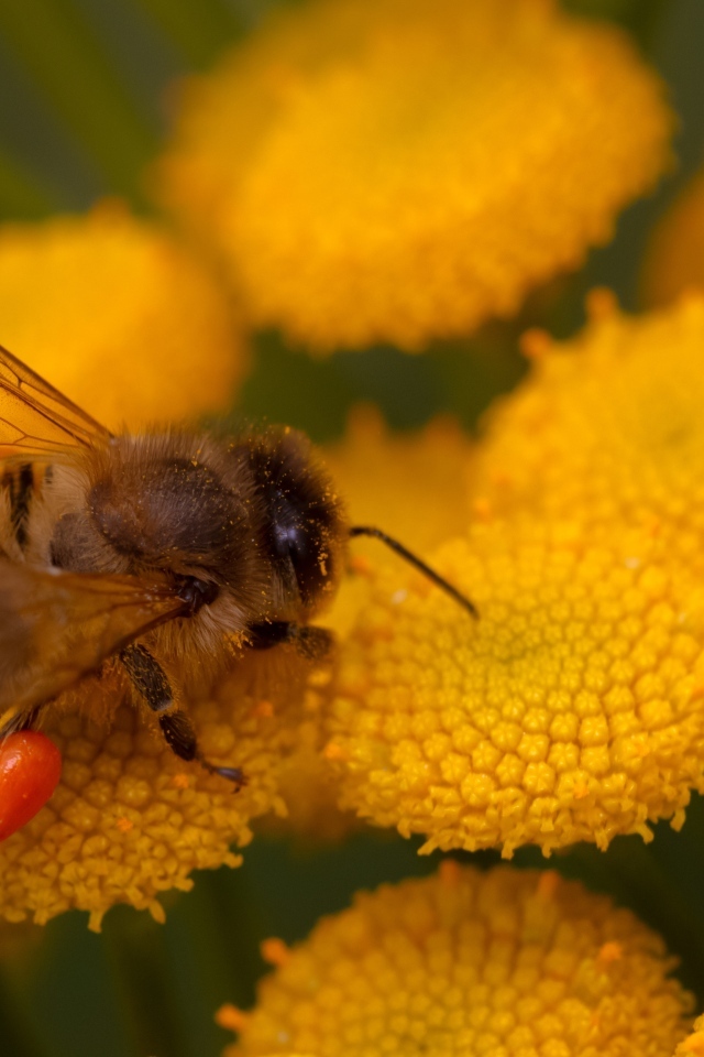 Пчела собирает пыльцу с цветка пижмы