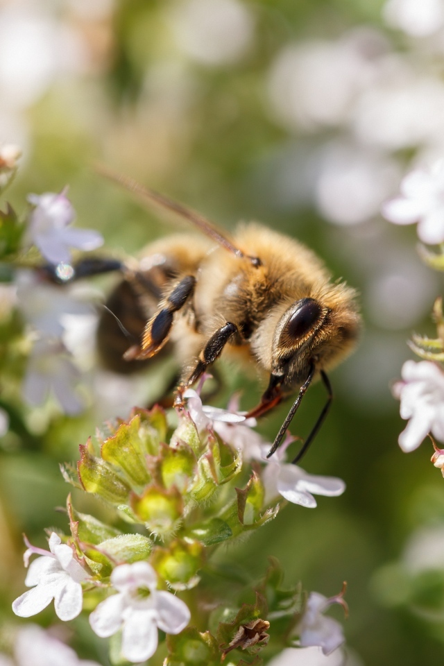Пчела собирает пыльцу с белого цветка