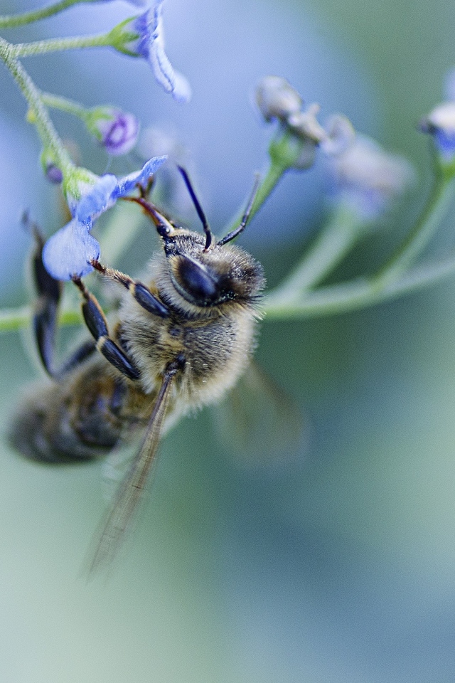 Пчела опыляет голубой цветок