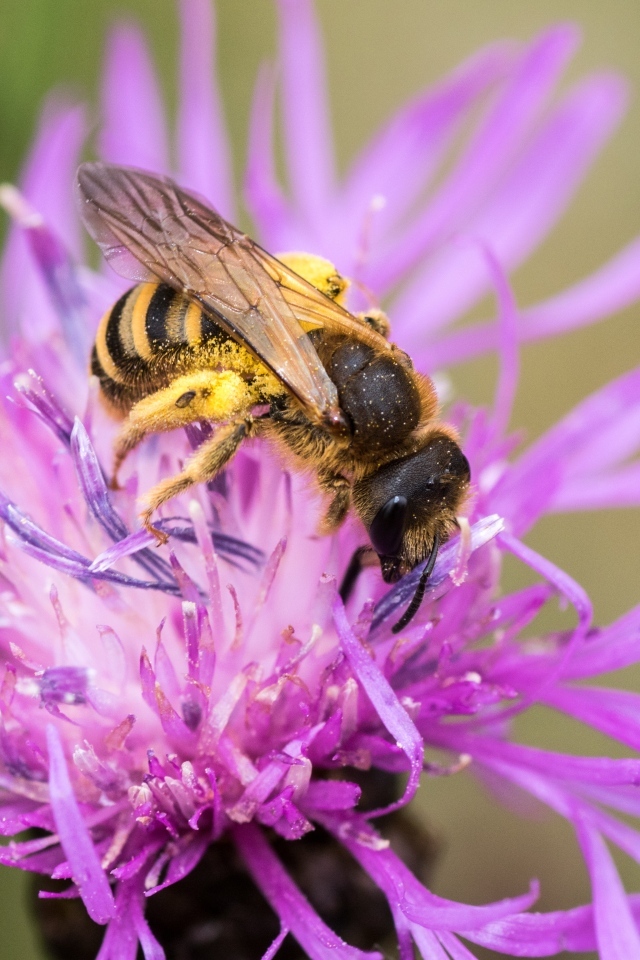 Пчела опыляет розовый цветок