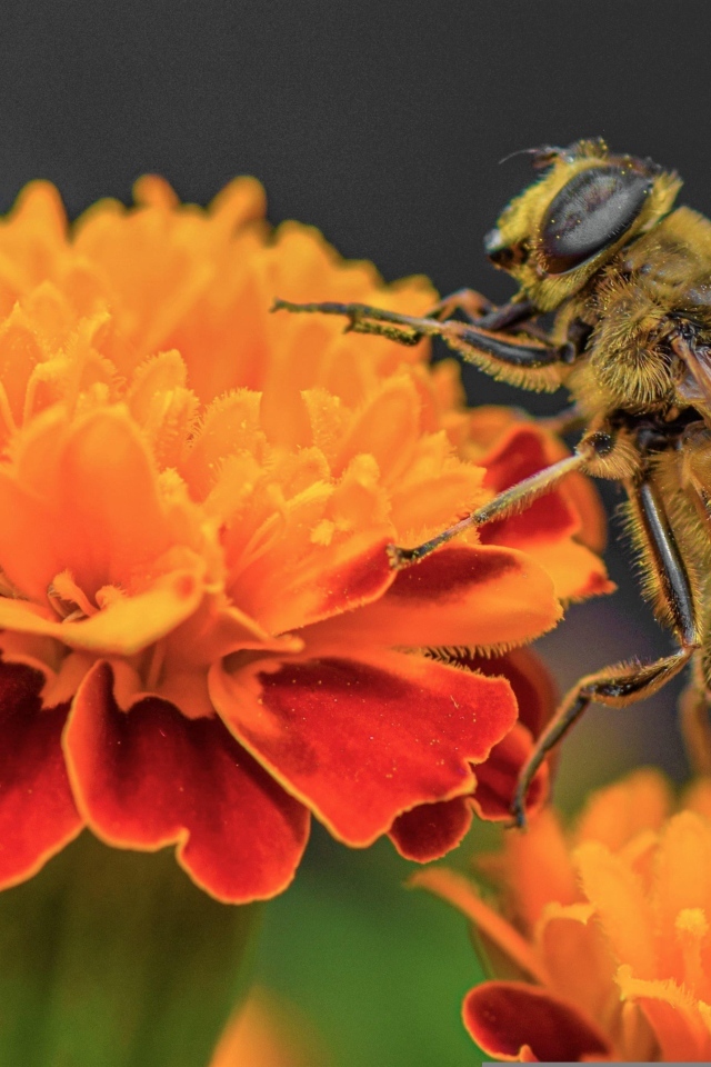 Пчела сидит на цветке бархатца