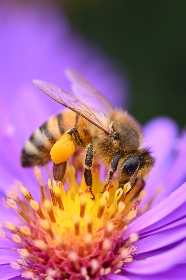 Пчела сидит на розовом цветке сентябринки
