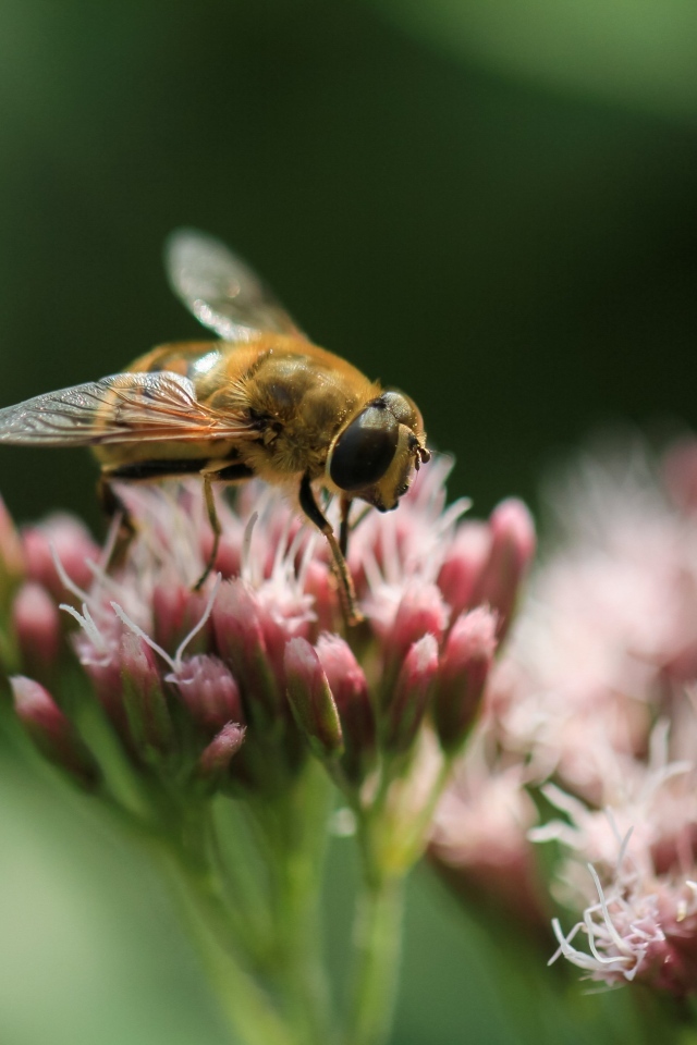 Пчела сидит на розовом цветке на зеленом фоне
