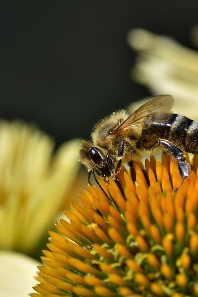 Пчела сидит на желтом медовом цветке