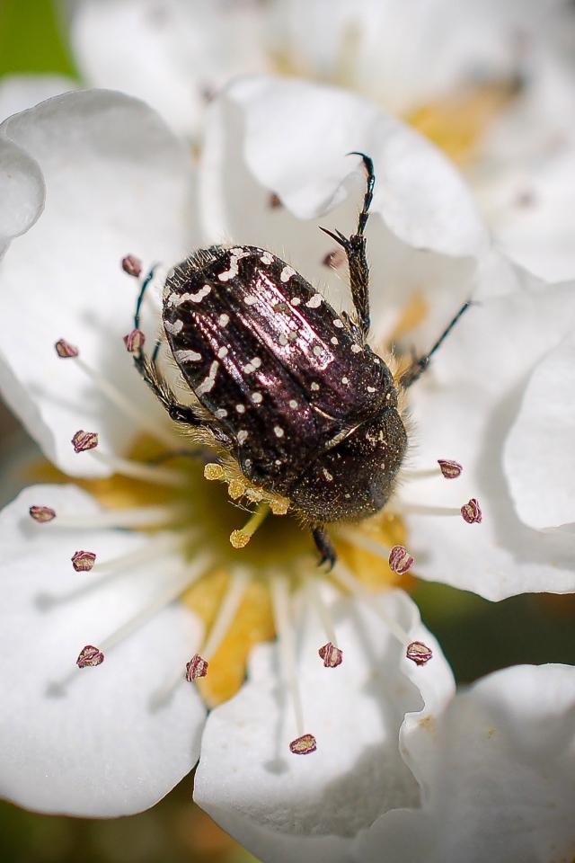 Жук сидит на цветке груши