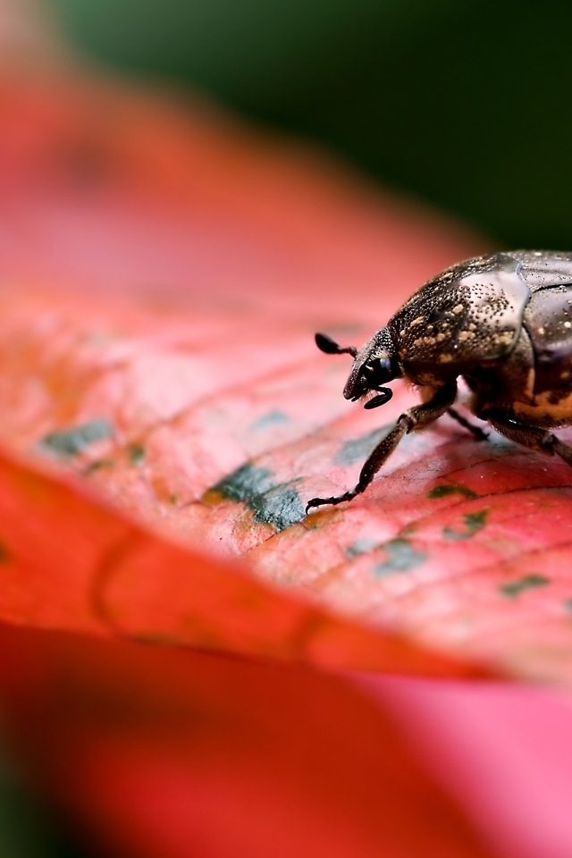 Жук сидит на красном листке