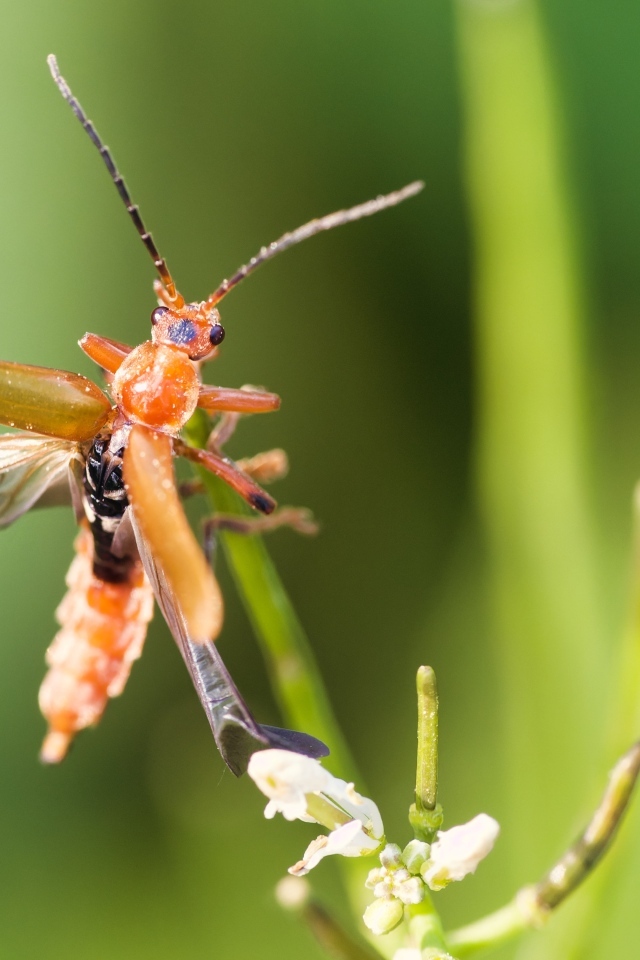 Жук взлетает с растения