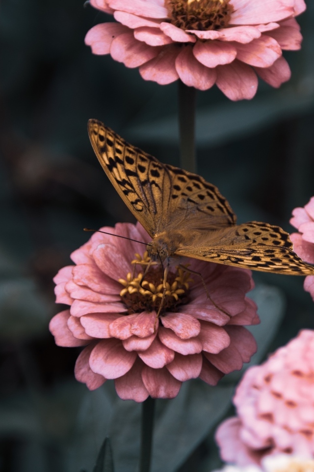 Коричневая бабочка сидит на розовом цветке циннии
