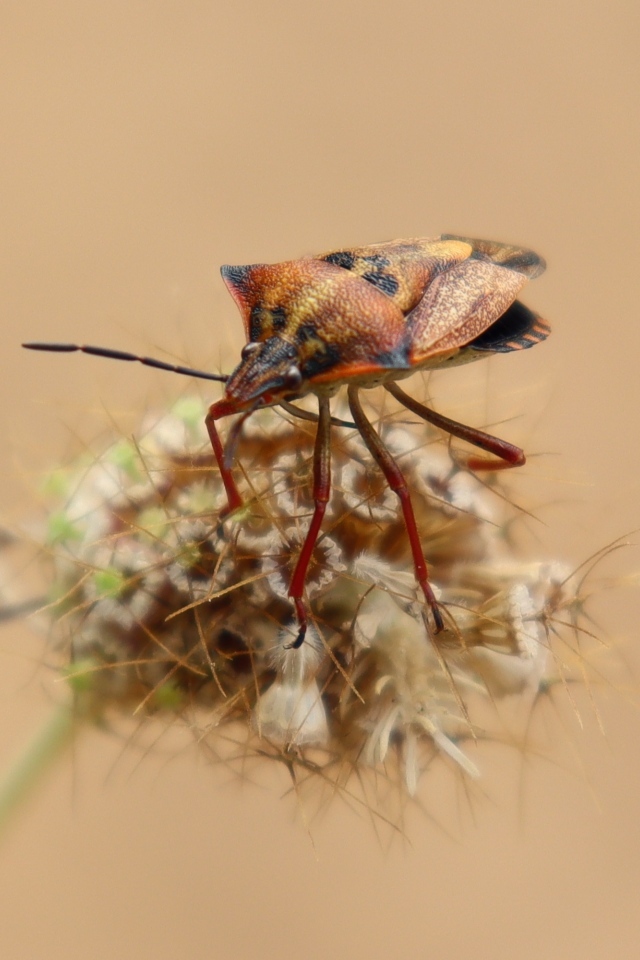 Клоп сидит на растении 