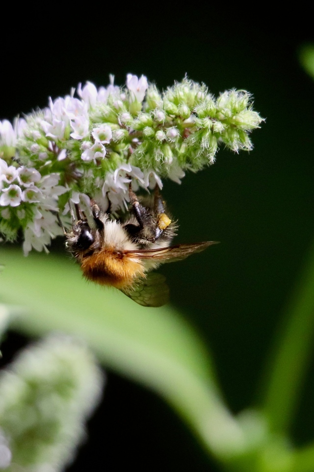 Шмель сидит на цветке мяты