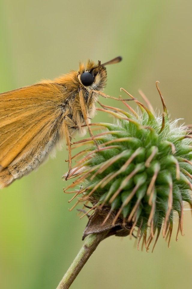 Бабочка сидит на колючем растении
