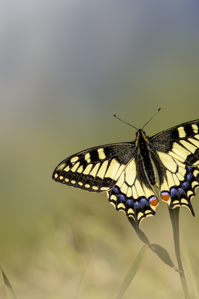 Бабочка с желтыми крыльями сидит на траве