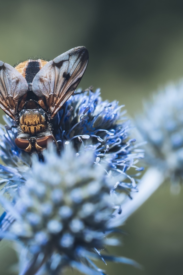 Муха сидит на синем цветке