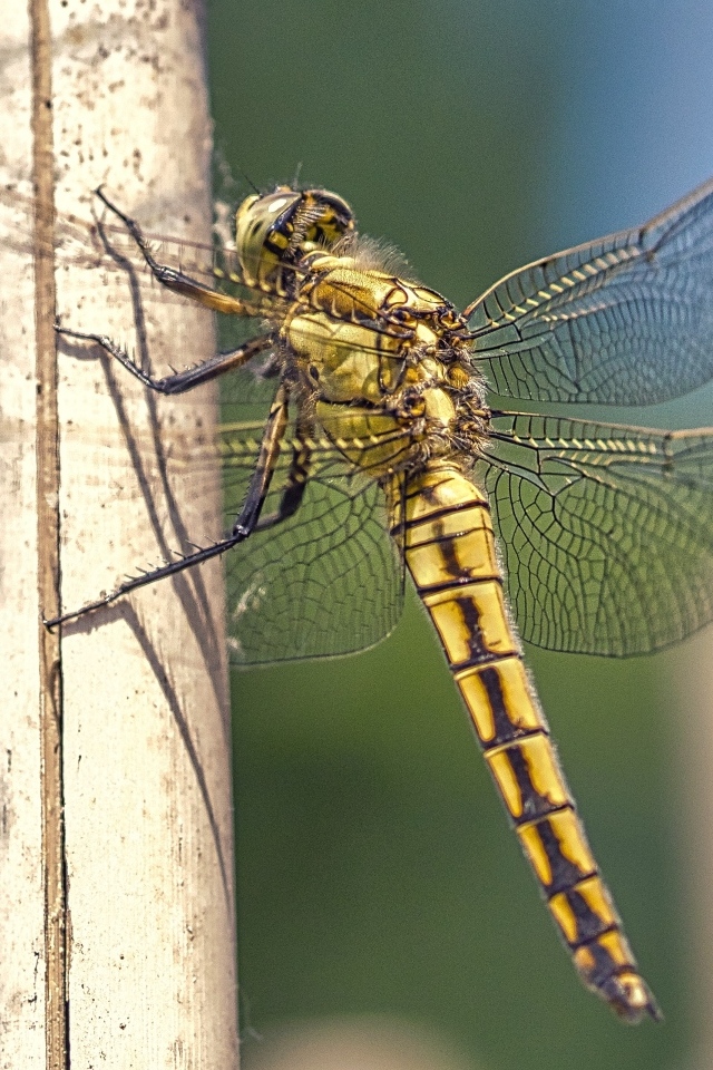Большая красивая стрекоза сидит на сухой ветке