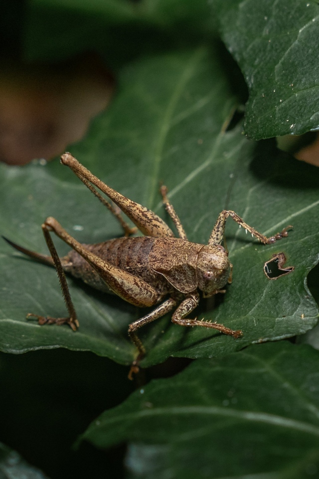Большой кузнечик сидит на зеленом листке