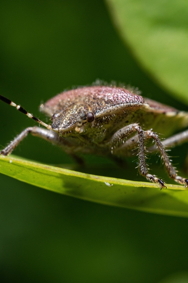 Большой серый жук сидит на зеленом листе