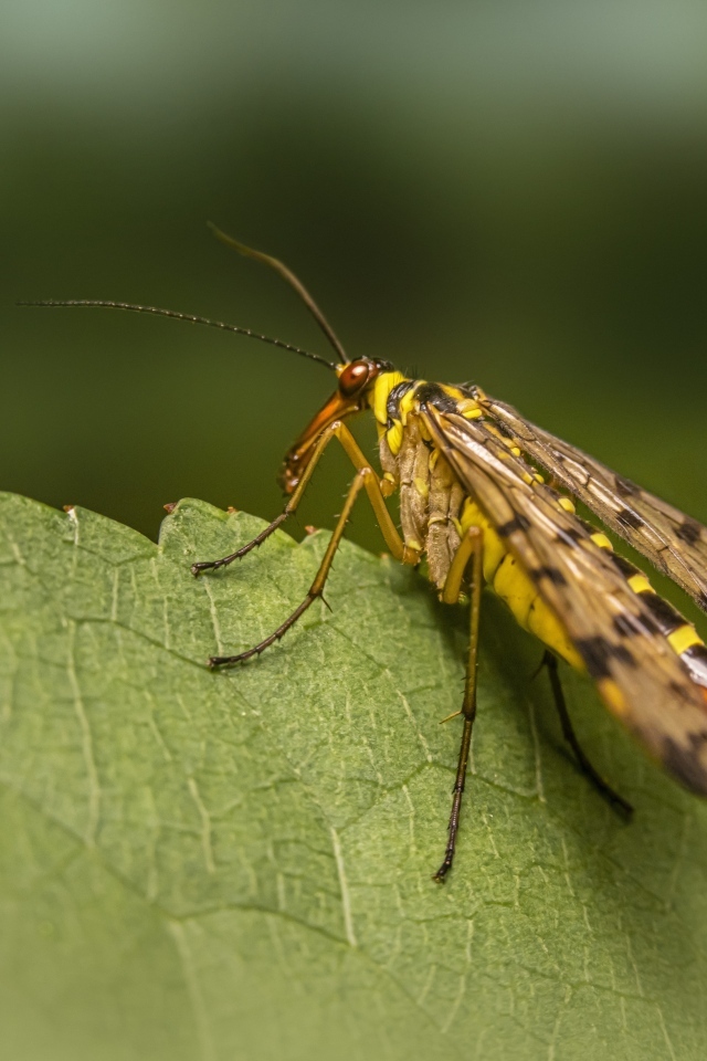 Большой комар сидит на зеленом листе