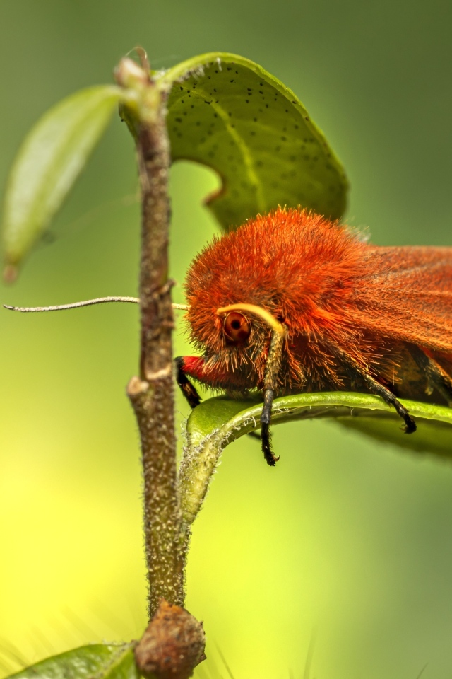 Большая красная моль сидит на зеленом листке