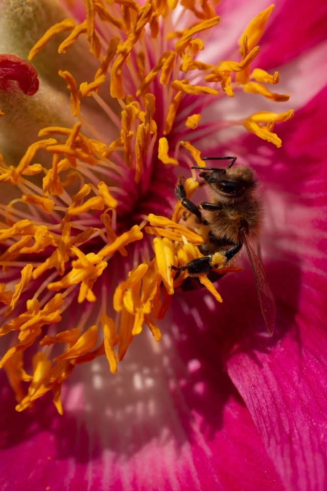 Маленькая пчела в сидит в середине розового цветка