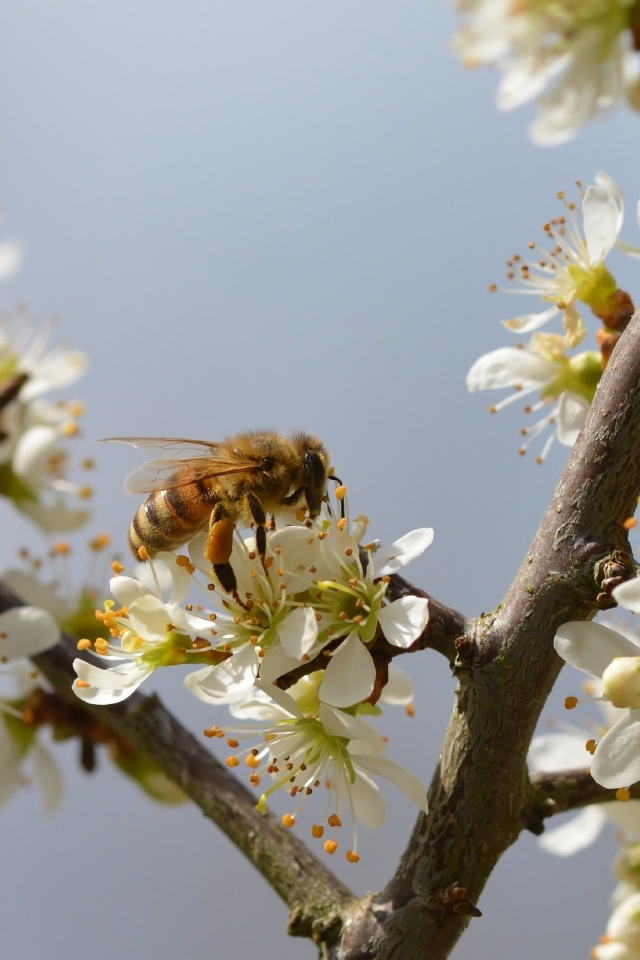 Маленькая пчела сидит на цветке вишни