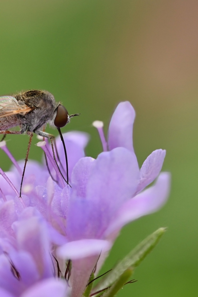 Комар сидит на фиолетовом цветке