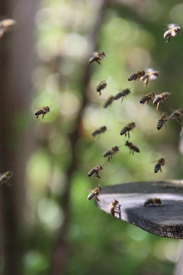 Рой пчел летит к улью