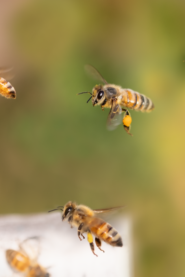 Рой пчел летит к улью