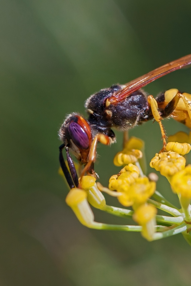 Оса сидит на желтом цветке