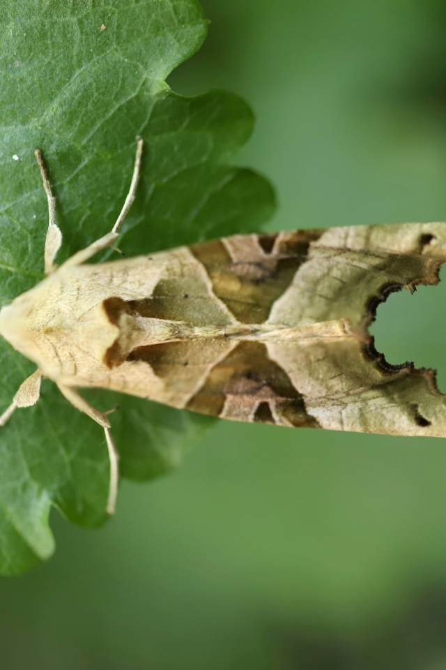 Бабочка агатовая сова на зеленом листе