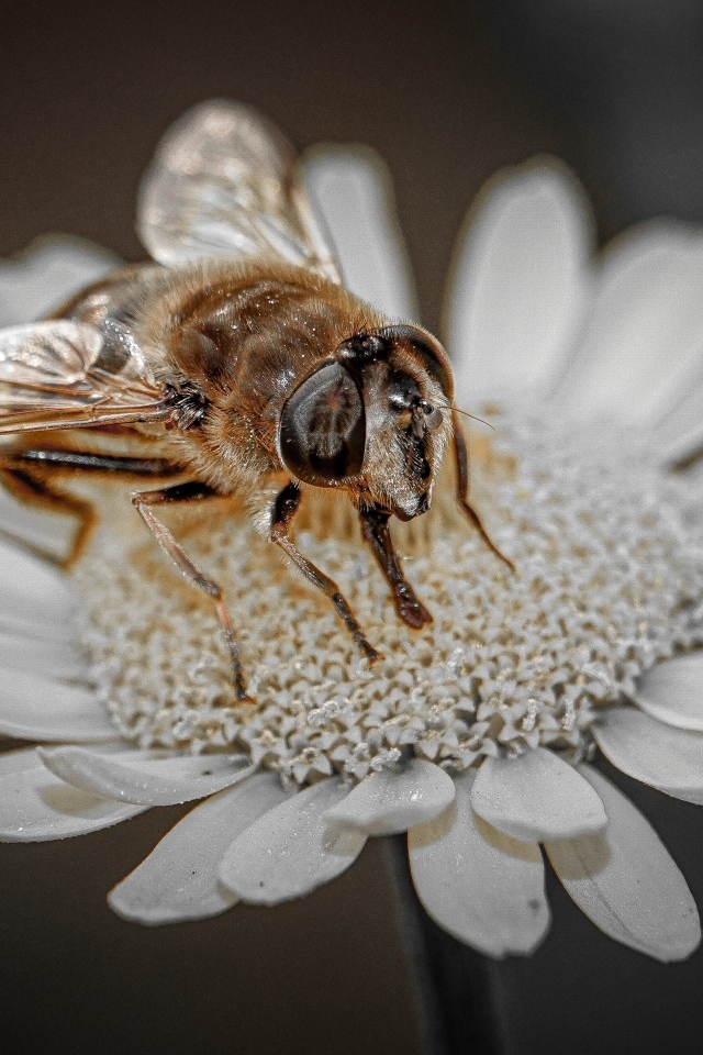 Насекомое сидит на белом цветке