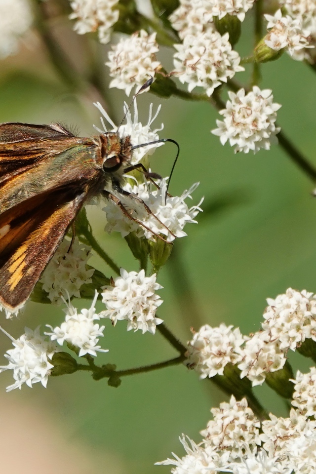 Насекомое сидит на белом цветке