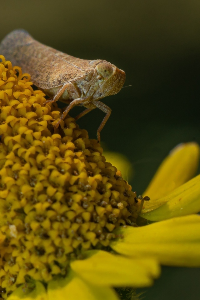 Насекомое сидит на цветке циннии