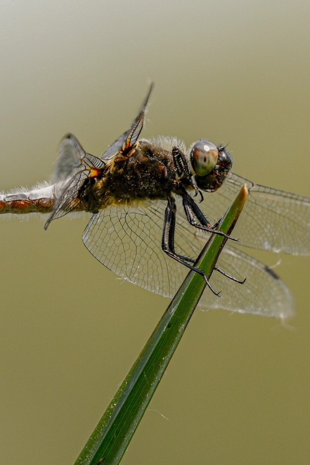 Красивая большая стрекоза сидит на зеленой траве