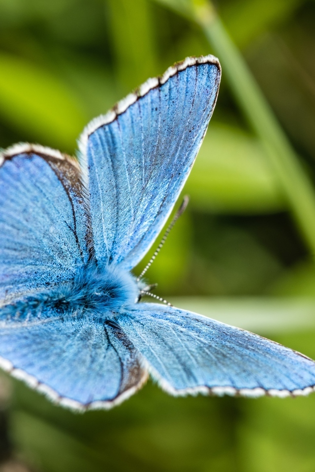 Красивая голубая бабочка сидит на зеленой траве