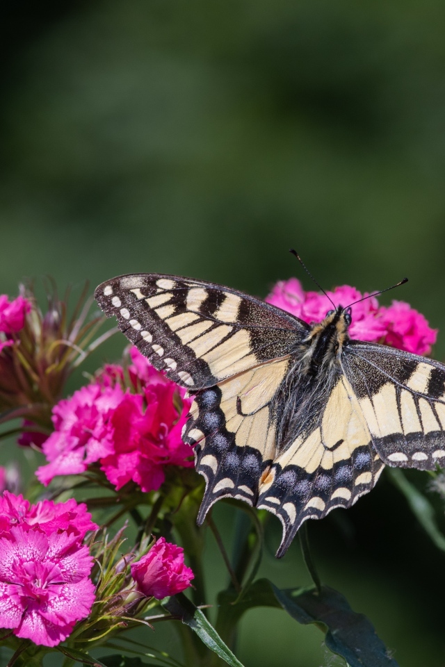 Красивая бабочка на цветке розовой гвоздики