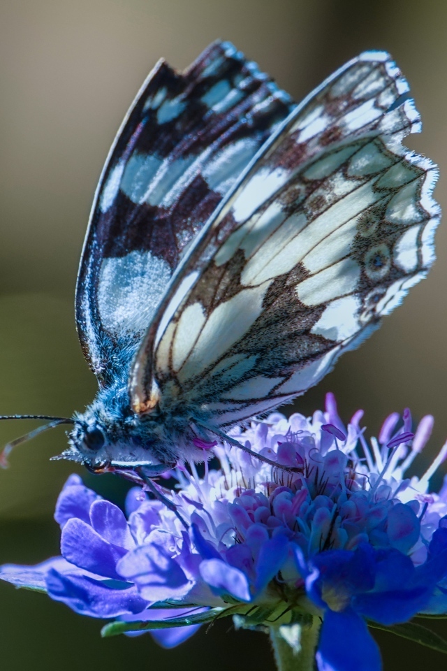 Красивая бабочка сидит на синем цветке