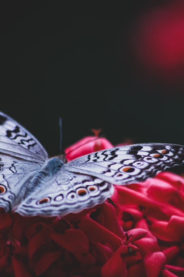 Красивая бабочка сидит на красном цветке